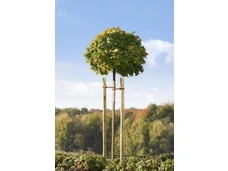 Mr.GARDENER Baumpfahl rund angespitzt Ø70x2500 mm